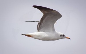 Black-headed Gull - கருந்தலை கடல் காக்கை